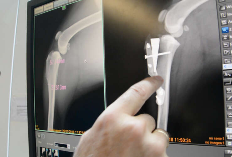 Cirugía de castración de un perro macho: beneficios y cuidados