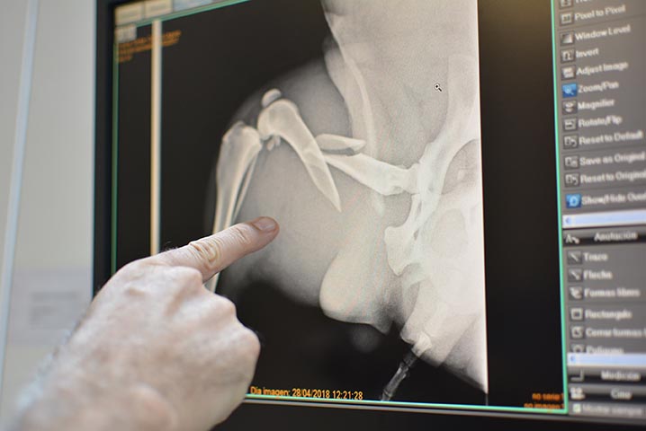 Fractura de fémur en un labrador: caso clínico y recuperación completa