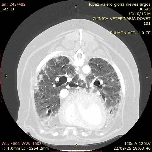 Escáner TAC veterinario de Dovet Clínica Veterinaria Badajoz