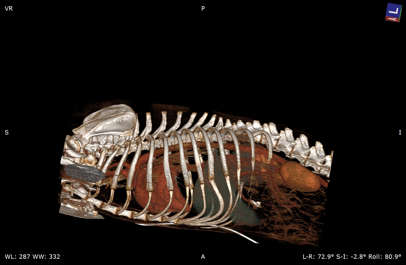 Reconstrucción 3D TAC veterinario